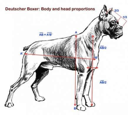 18 Facts about Boxer Dogs - Anatomy, Ancestry, Nature & More | Facts.net