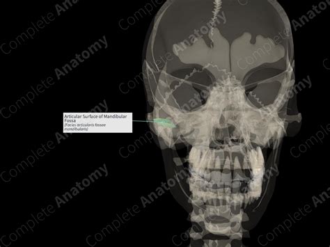 Articular Surface of Mandibular Fossa (Left) | Complete Anatomy