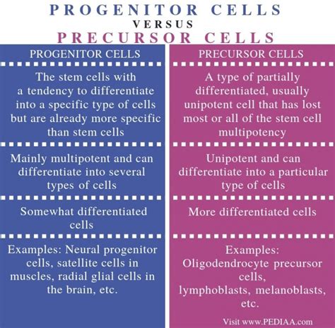 What is the Difference Between Progenitor and Precursor Cells - Pediaa.Com