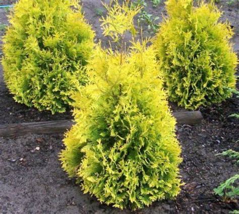 Sunkist Yellow Arborvitae Tree ( Thuja occidentalis ) - Live Plant - Trade Gallon pot ...