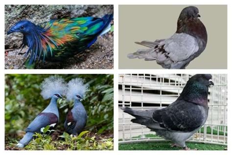 Top 10 Largest Pigeons in the World (Biggest Pigeon Breeds 2023)