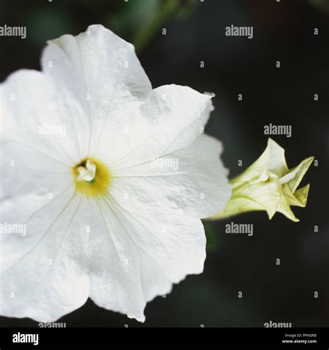 Calibrachoa Million Bells White = 'Sunbelho' (PBR) (Million Bells Series), white flower, close ...