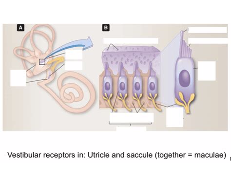 Vestibular receptors in: Utricle and saccule Quiz