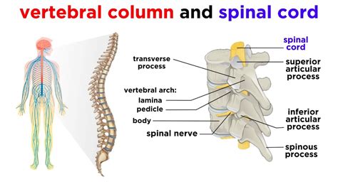 Spinal Cord And Spinal Nerves Diagram