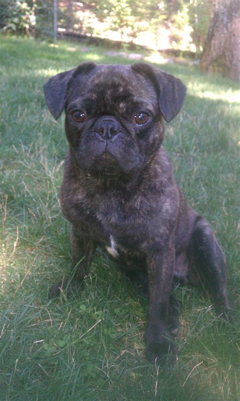 Frug... Pug French Bulldog mix Cute Pug Puppies, Teddy Bear Puppies, Cute Pugs, Doggies, Pug ...