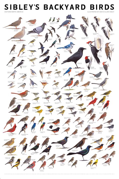 Sibley’s Backyard Birds Poster - 10,000 Birds