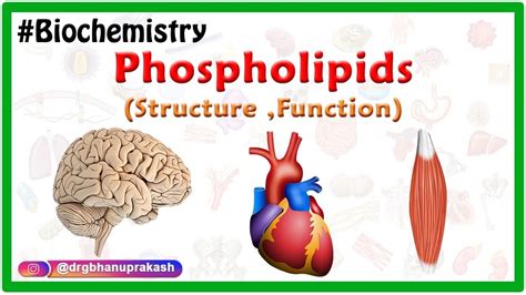 Phospholipids Structure ,Function , Types - Animation ( Medical Biochemistry ) - YouTube