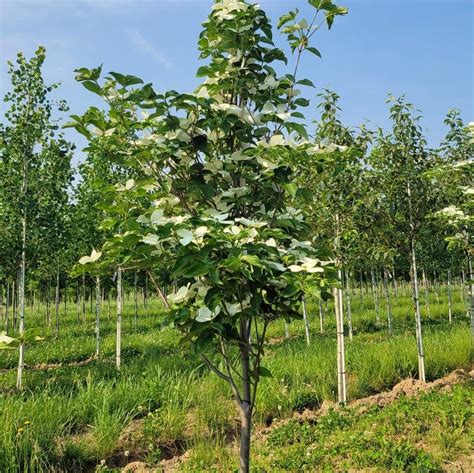 Cornus kousa 'Snow Tower' (PPAF) from NVK Nurseries