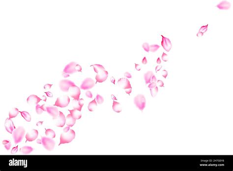 Realistic sakura flower petals. Falling beautiful pink sakura petals on white background. Vector ...