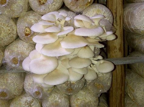 Mushroom Cultivation Tips for Beginners | microfungithemushroomexpert