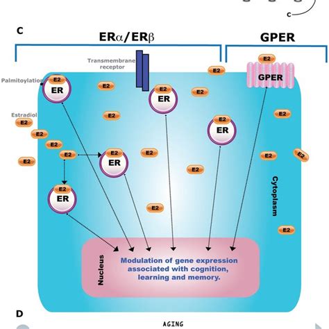 Receptors activated by estrogens in the brain. Structure of estrogens ...