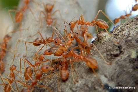 Ant-Mimicking Spiders - AntWiki