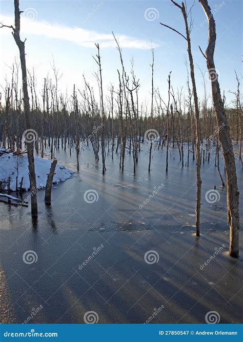 Beaver Habitat stock image. Image of trees, snow, nature - 27850547