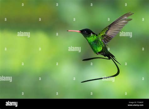 Red-billed Streamertail (Trochilus polytmus) a common and widespread ...