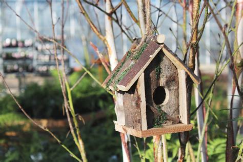 Put Up a Nest Box for Birds