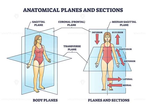 Anatomical planes examples for medical human body transection outline diagram - VectorMine