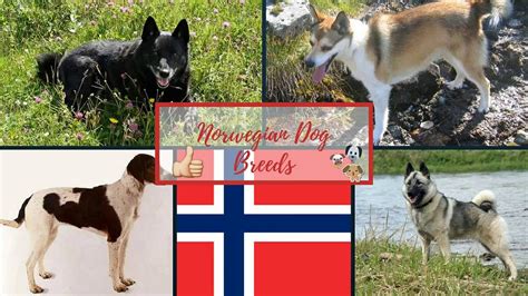 Norwegian Dog Breeds - YouTube