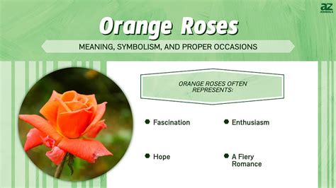 Orange Roses: Meaning, Symbolism, and Proper Occasions - A-Z Animals