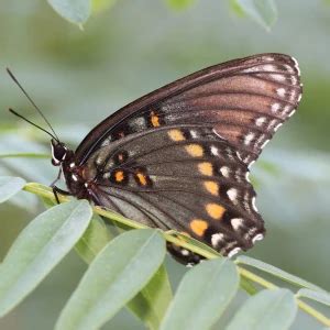 Limenitis arthemis - Facts, Diet, Habitat & Pictures on Animalia.bio