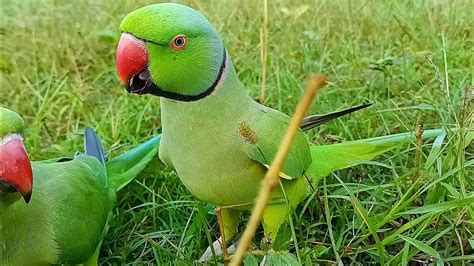 So Amazing Talking Parrot - YouTube