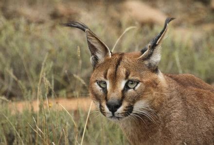 Caracal l Magnificent Wild Feline - Our Breathing Planet