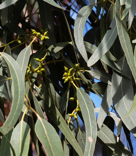 Manna Gum | Swan Bay Environment