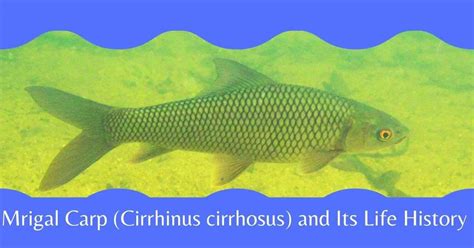 Mrigal Carp (Cirrhinus cirrhosus) and Its Life History - Biology Educare