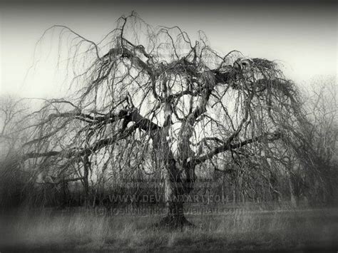 dead willow | Tree, Art, Willow tree