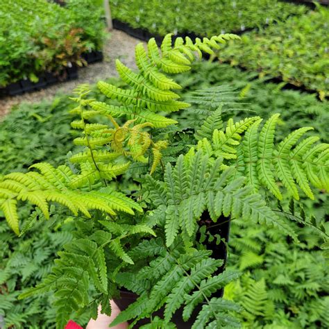 Dryopteris wallichiana 'Hollasic' Jurassic Gold' Fern PP32735 from Plantworks Nursery