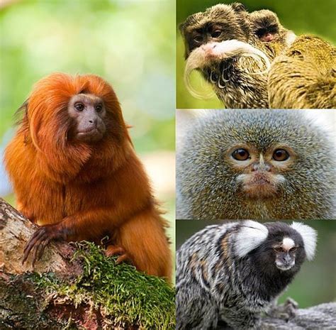 Golden lion tamarin, Emporer tamarin, pygmy marmoset, cotton-ear marmoset | Amazon rainforest ...