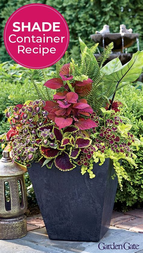 Try ferns in your shade containers! | Container garden design, Shade ...