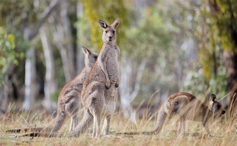 File:Eastern Grey kangaroo, Majura Nature Reserve ACT 02.jpg - Wikimedia Commons