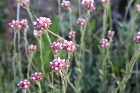 Wildflowers, high altitude | Flower photos, Wild flowers, Flowers