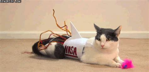 Nasa Cat GIFs - Find & Share on GIPHY