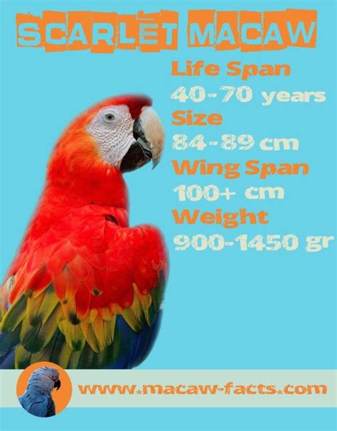 Lifespan Scarlet Macaw - Macaw Facts | Parrot facts, Macaw parrot, Macaw