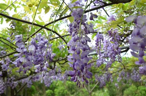 Premium Photo | Wisteria flower in the park