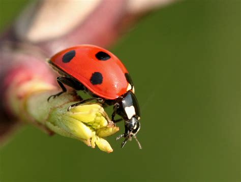 Macro photography of Lady Bug, ladybird HD wallpaper | Wallpaper Flare