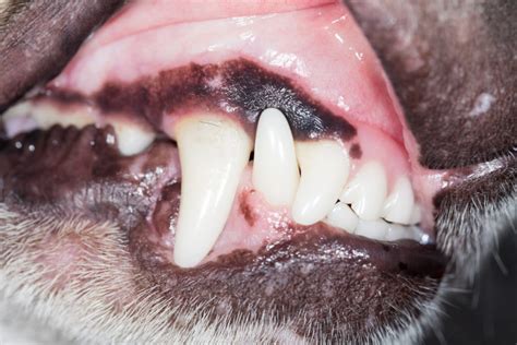 Geschwollenes Zahnfleisch beim Hund » Tierischehelden