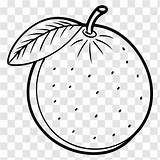 Printable Lime Coloring Page With Black And White Outline Vector Lime  sketch template