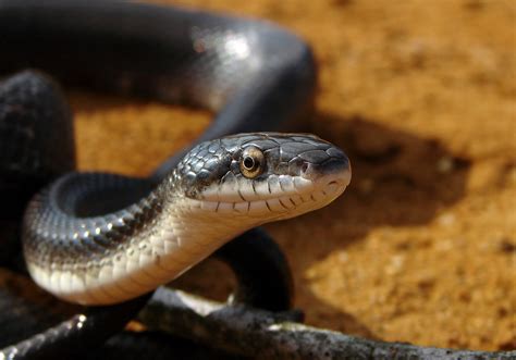 File:Sunlit Snake.jpg - Wikipedia