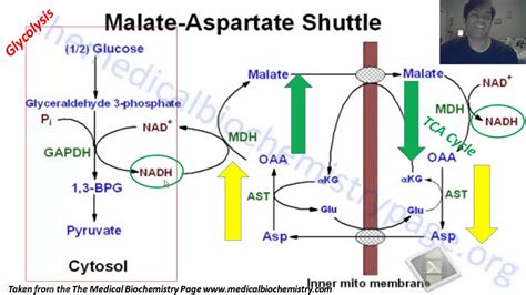 Malate-aspartate shuttle - YouTube