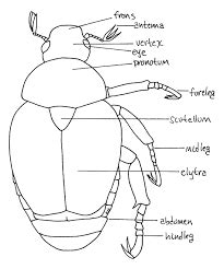 Image result for coleoptera diagram | Bugs, Invertebrates, Botanical ...