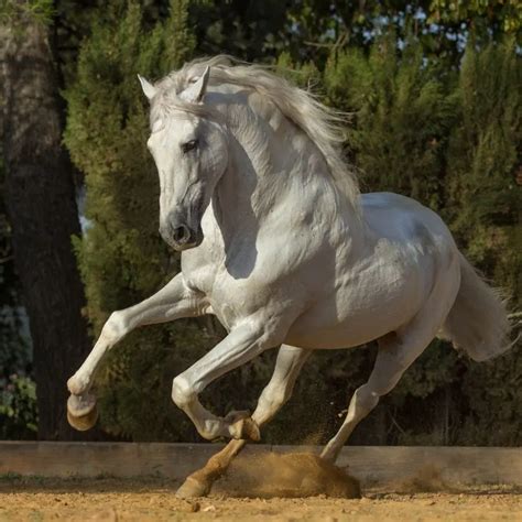 Discovering The Andalusian Horse: Facts And Characteristics