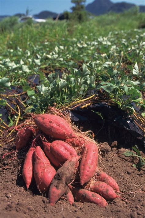 How To Prepare The Soil For Planting Sweet Potatoes – SC Garden Guru