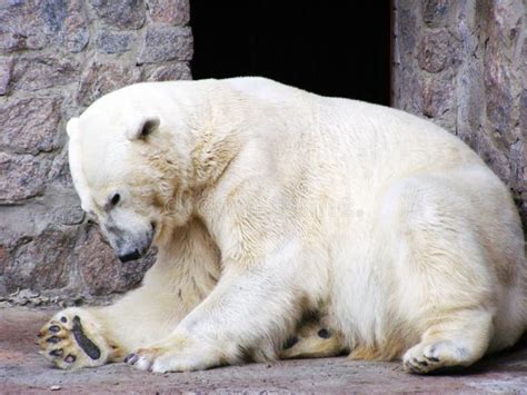 Polar bear in zoo stock photo. Image of animal, bear - 184499420