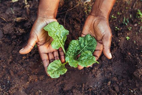 Organic vs. Sustainable vs. Regenerative Agriculture: What’s the ...