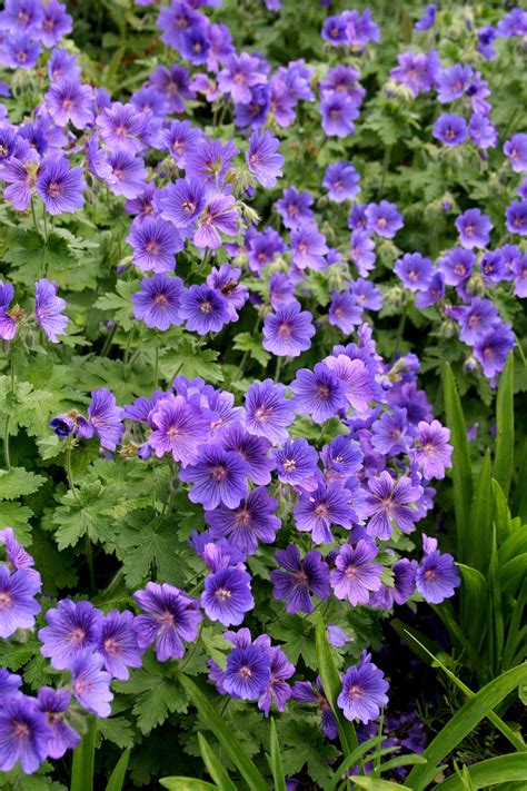 Purple geraniums | Purple garden, Wild geranium, Flowers perennials