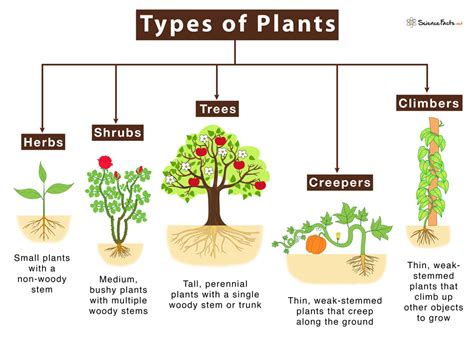 Types of Plants - Science Facts