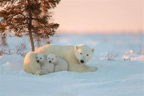 animals, Polar Bears, Snow, Baby Animals Wallpapers HD / Desktop and ...