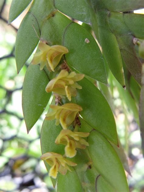 HOA PHONG LAN VIỆT-VIETNAM ORCHIDS: List of Dendrobium species